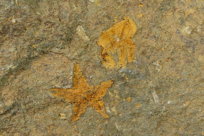 Fossil Starfish (Petraster?) & Edrioasteroid (Spinadiscus) - Morocco #118332